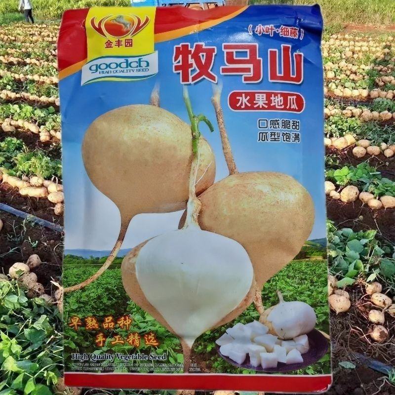 牧马山地瓜种子早熟高产杂交水果地瓜种子甜脆沙葛凉薯种子