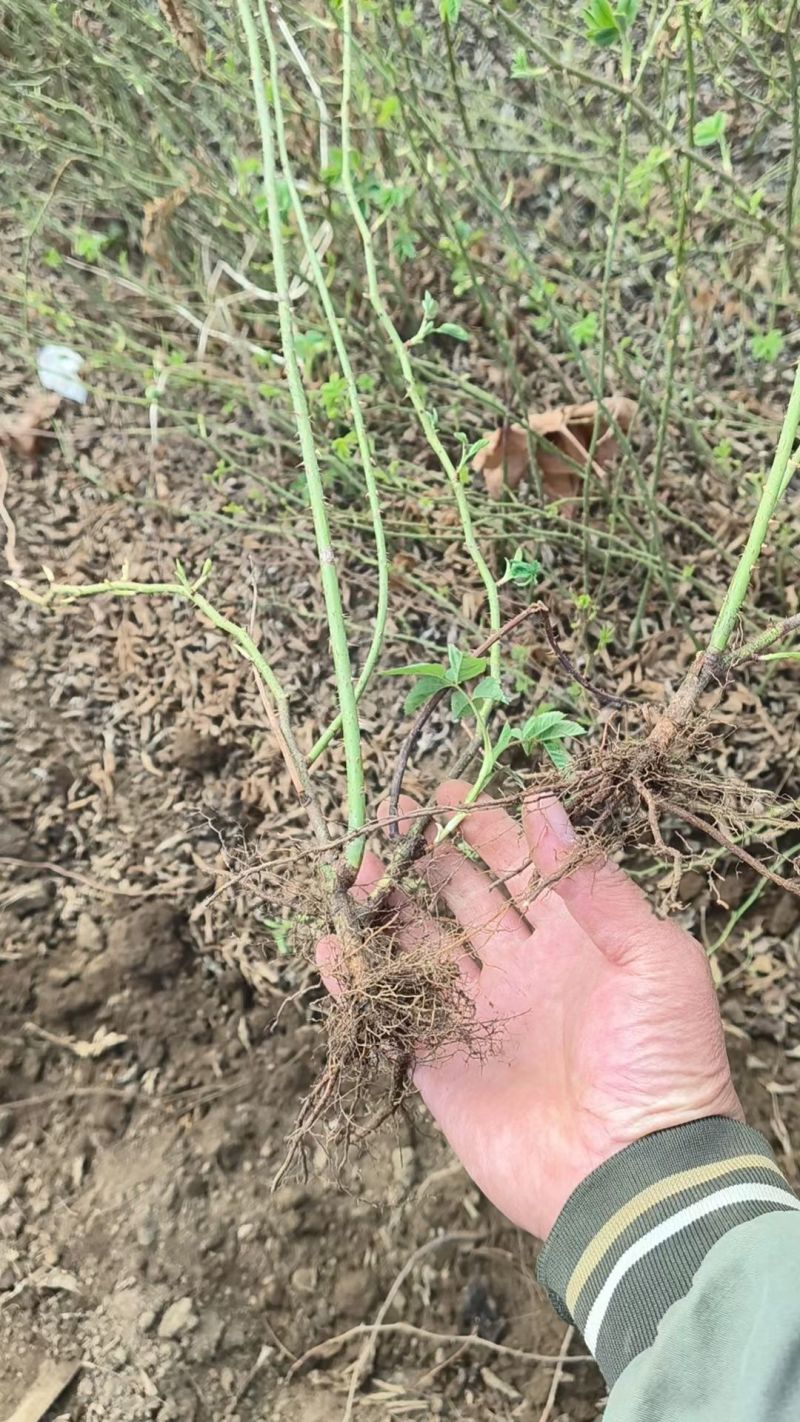 千叶玫瑰苗格拉斯玫瑰大马士革玫瑰苗