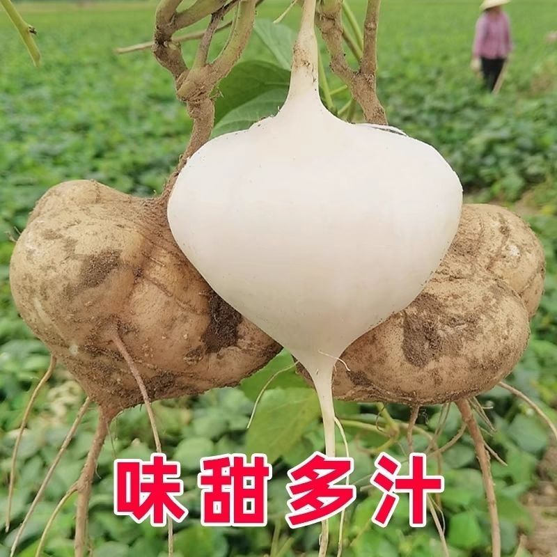 牧马山地瓜种子早熟高产杂交水果地瓜种子甜脆沙葛凉薯种子