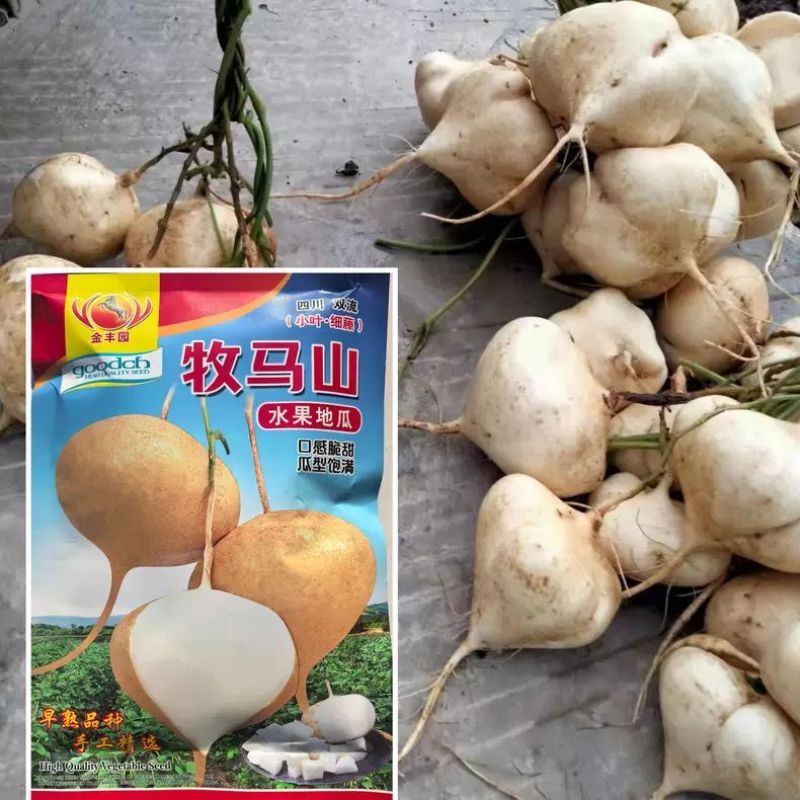 牧马山地瓜种子早熟高产杂交水果地瓜种子甜脆沙葛凉薯种子