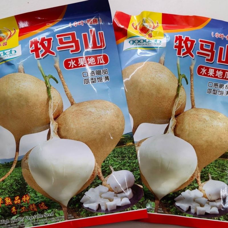 牧马山地瓜种子早熟高产杂交水果地瓜种子甜脆沙葛凉薯种子
