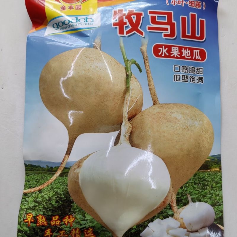 牧马山地瓜种子早熟高产杂交水果地瓜种子甜脆沙葛凉薯种子