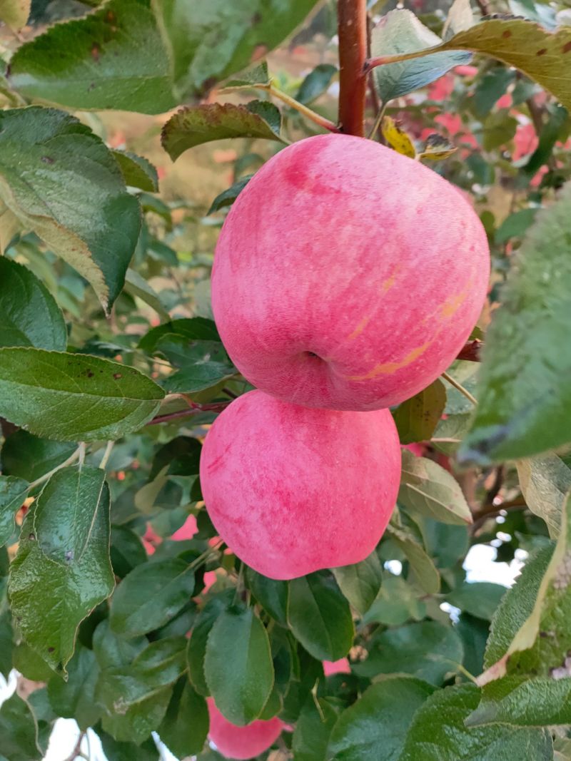 辽宁葫芦岛绥中寒富苹果大量走货，货美价低，承接电商，市场