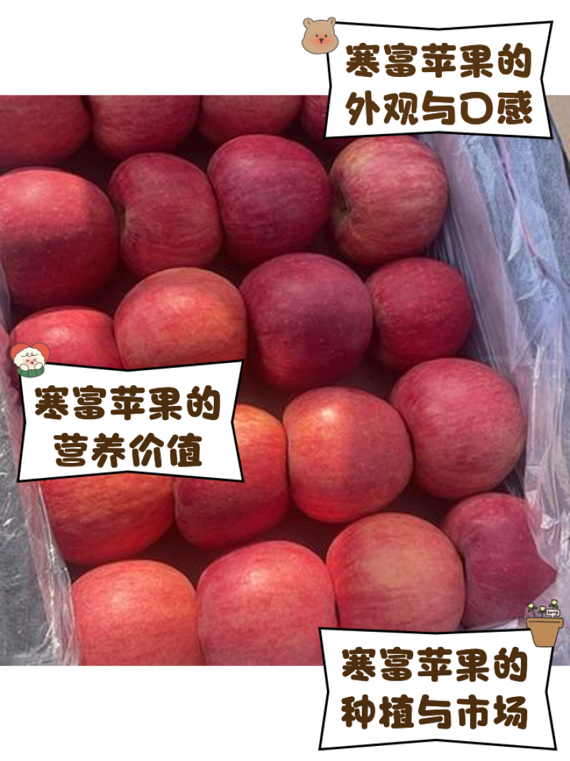 辽宁葫芦岛绥中寒富苹果大量走货，货美价低，承接电商，市场