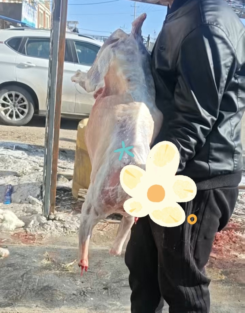 内蒙草原溜达羊现宰活羊，大量现货供应，欢迎来电洽谈更优惠