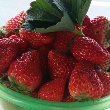 红颜草莓