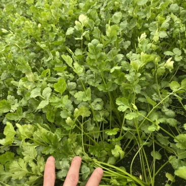 精品大叶香菜