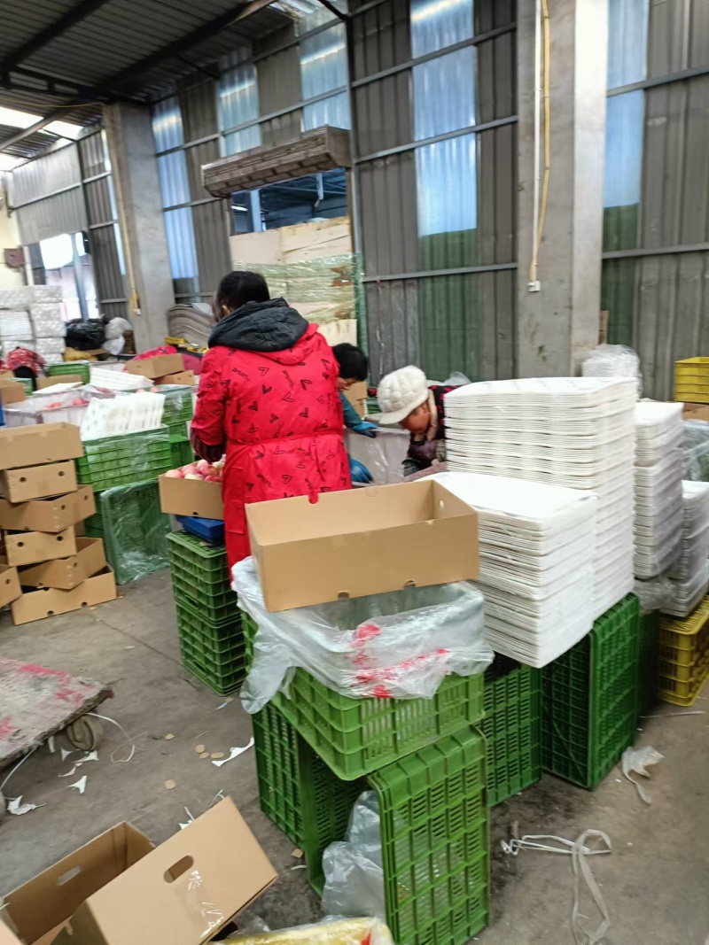 陕西红富士苹果扶风主产地