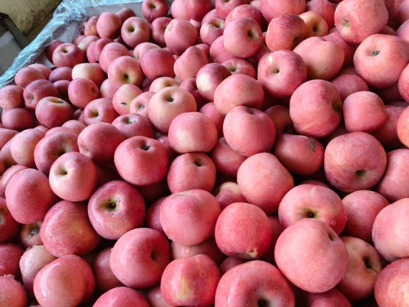 陕西红富士苹果扶风主产地
