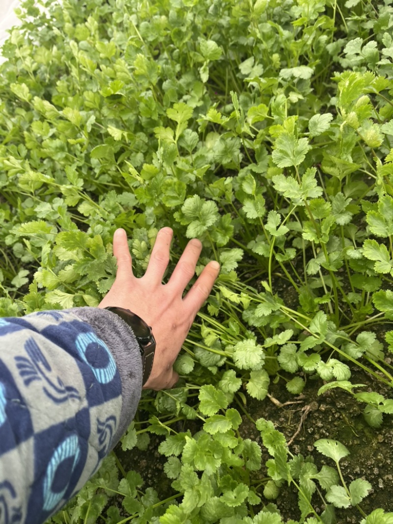 大棚香菜