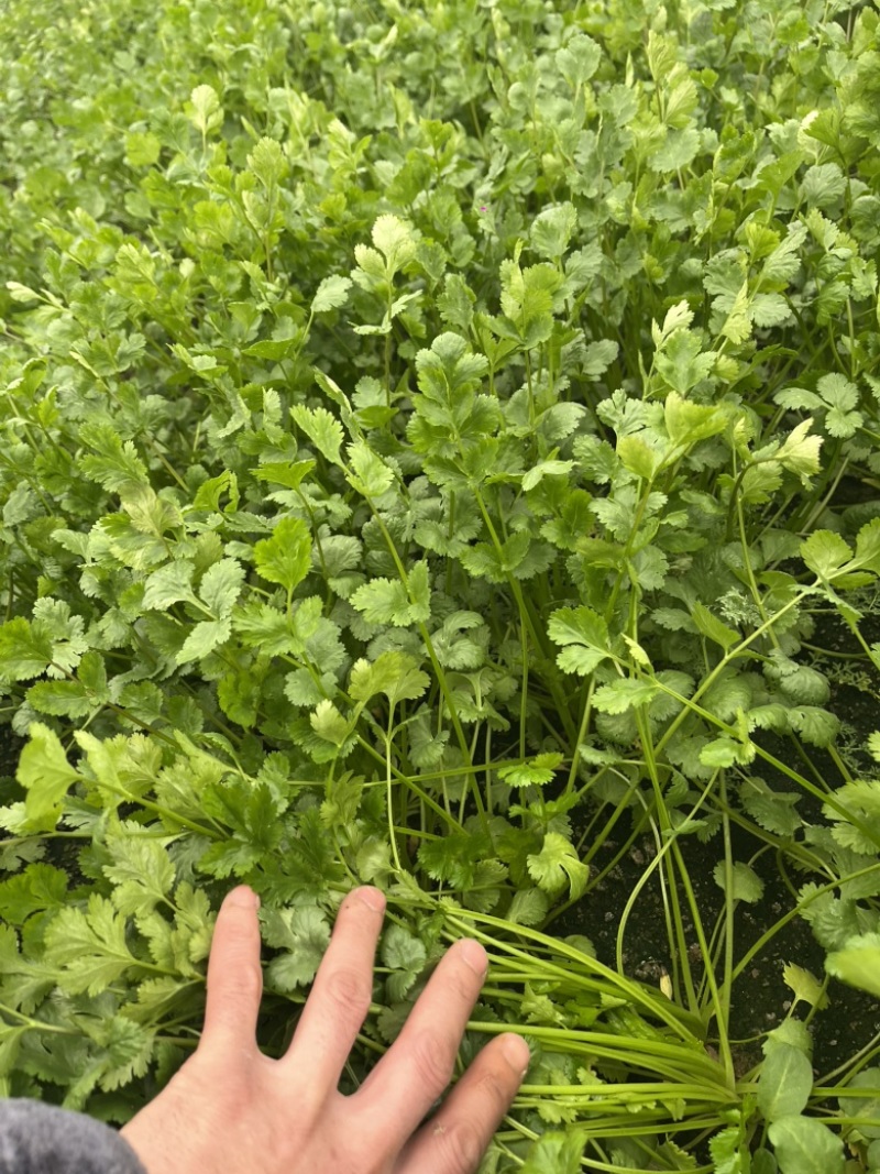 大棚香菜