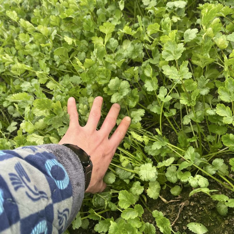 大棚香菜