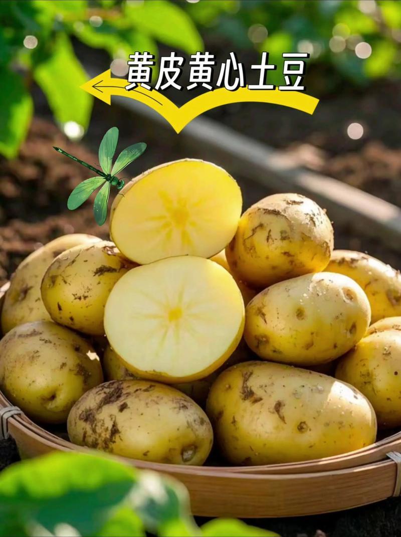 黄心土豆产量过大滞销中，给钱就卖，5毛一斤，量大从优，