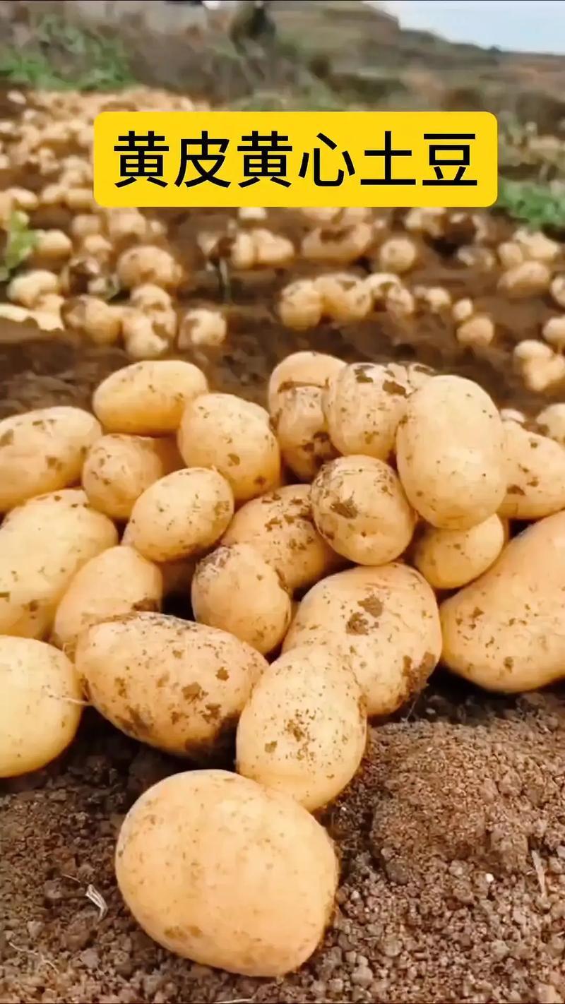 黄心土豆产量过大滞销中，给钱就卖，5毛一斤，量大从优，