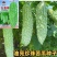 白翡翠苦瓜种子油亮珍珠苦苦瓜种子高产杂交绿白色苦瓜种子