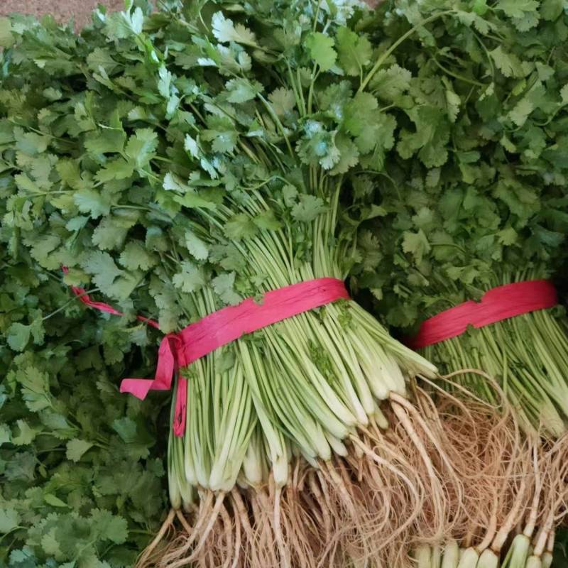 广西精品香菜产地一手货源量大价优欢迎随时订购