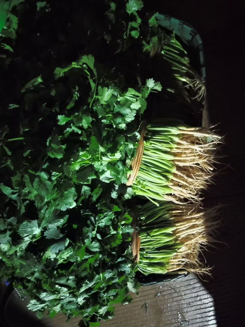 广西精品香菜产地一手货源量大价优欢迎随时订购