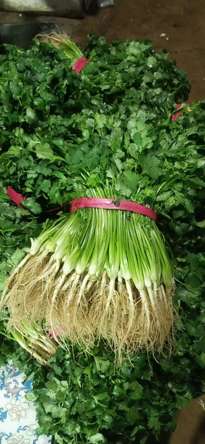 广西精品香菜产地一手货源量大价优欢迎随时订购