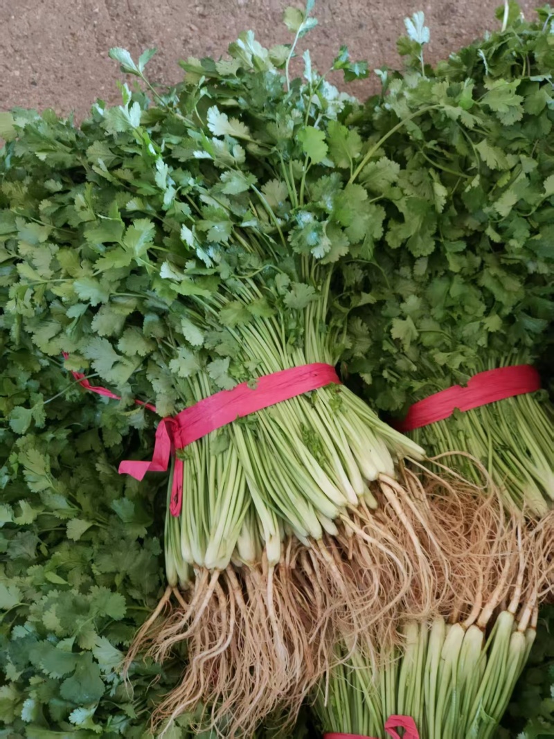 广西精品香菜产地一手货源量大价优欢迎随时订购