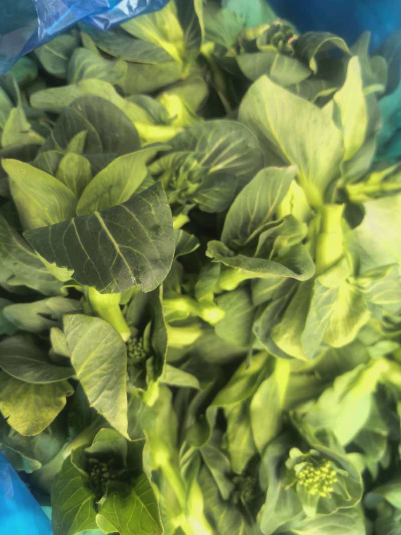 江苏霜冻菜苔青菜苔大量供应可视频看货欢迎来电采购