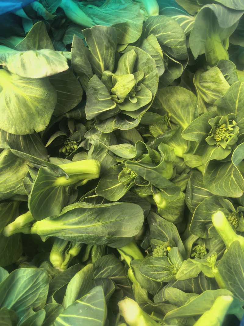 江苏霜冻菜苔青菜苔大量供应可视频看货欢迎来电采购
