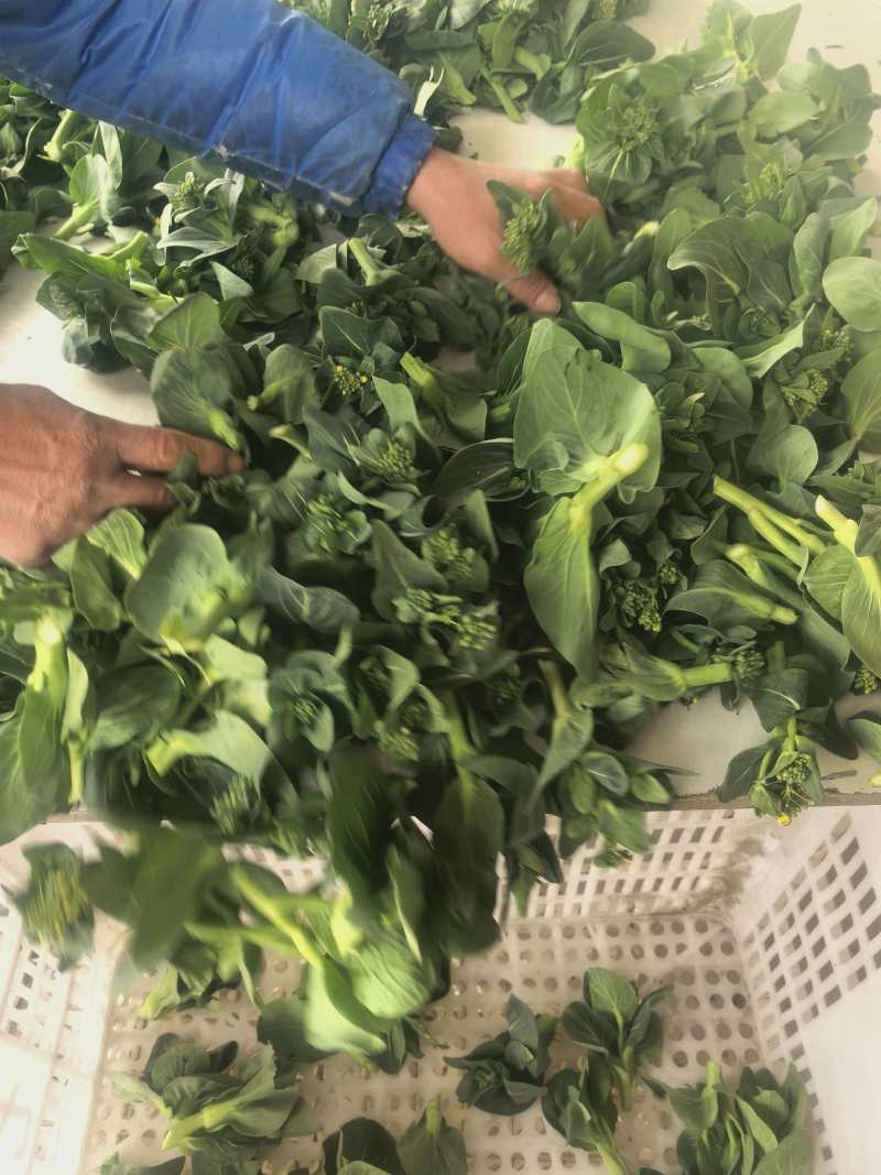 江苏霜冻菜苔青菜苔大量供应可视频看货欢迎来电采购