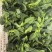 江苏霜冻菜苔青菜苔大量供应可视频看货欢迎来电采购