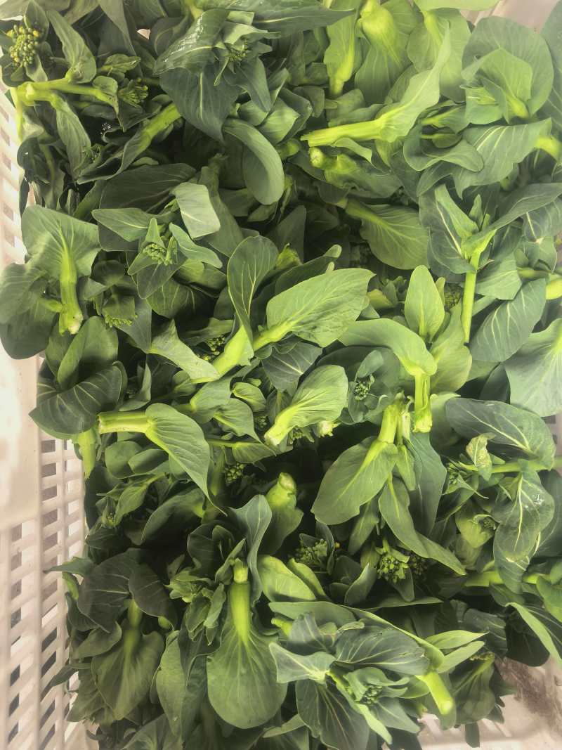 江苏霜冻菜苔青菜苔大量供应可视频看货欢迎来电采购