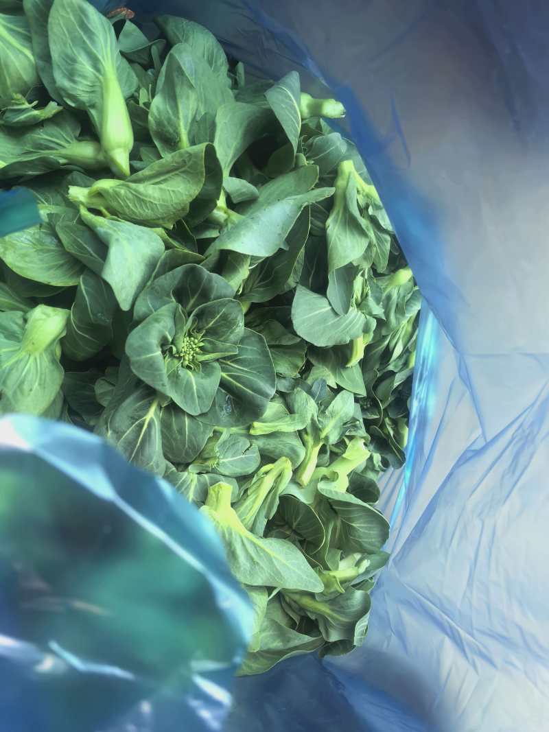 江苏霜冻菜苔青菜苔大量供应可视频看货欢迎来电采购