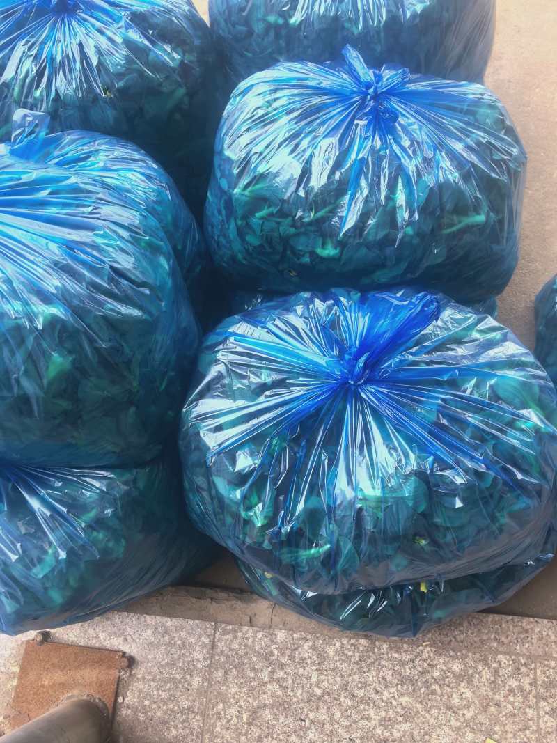 江苏霜冻菜苔青菜苔大量供应可视频看货欢迎来电采购