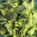 江苏霜冻菜苔青菜苔大量供应可视频看货欢迎来电采购