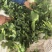 江苏霜冻菜苔青菜苔大量供应可视频看货欢迎来电采购