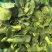 江苏霜冻菜苔青菜苔大量供应可视频看货欢迎来电采购
