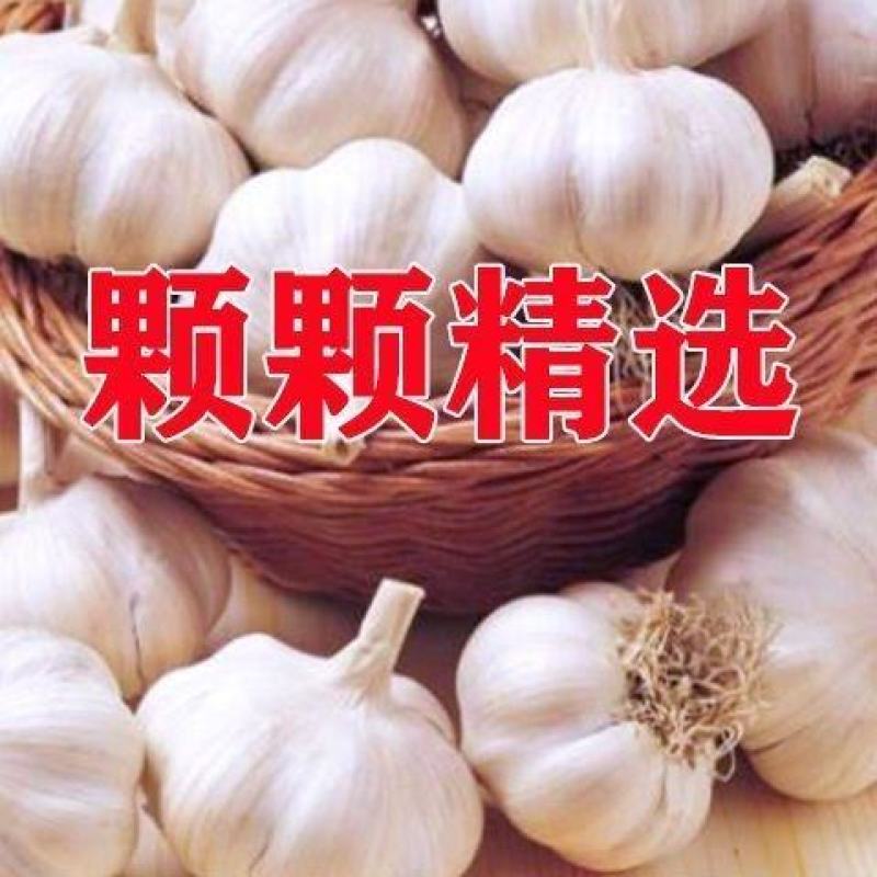 精品大蒜大量上市，全国发货，欢迎进店沟通。