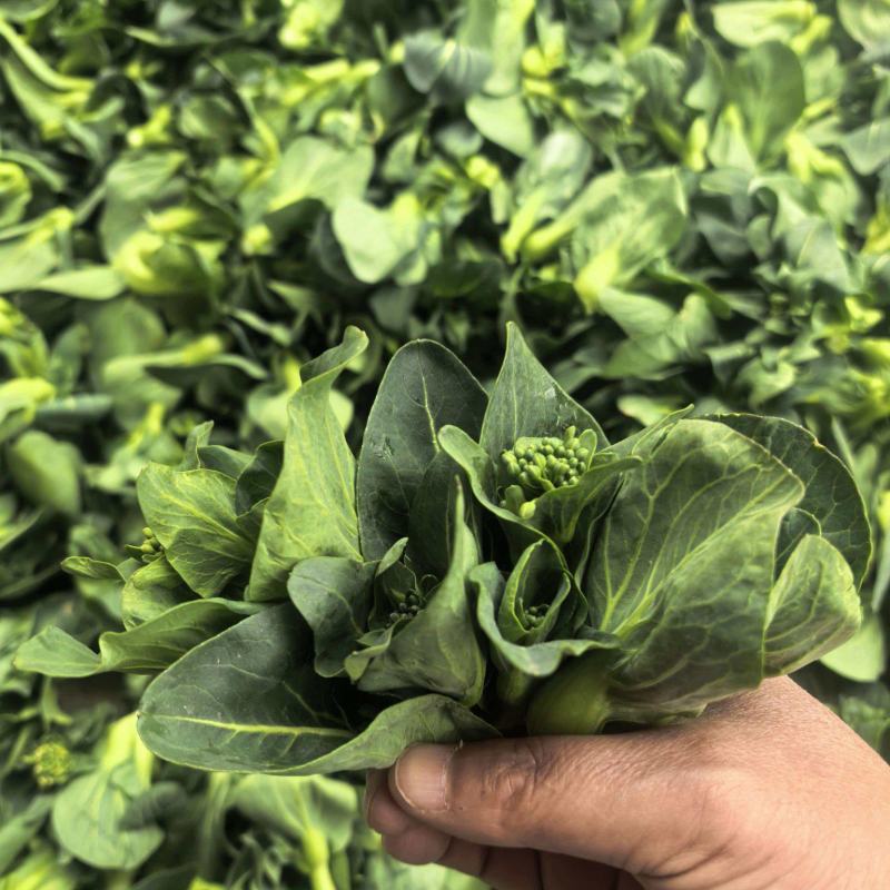 江苏霜冻菜苔青菜苔大量供应可视频看货欢迎来电采购