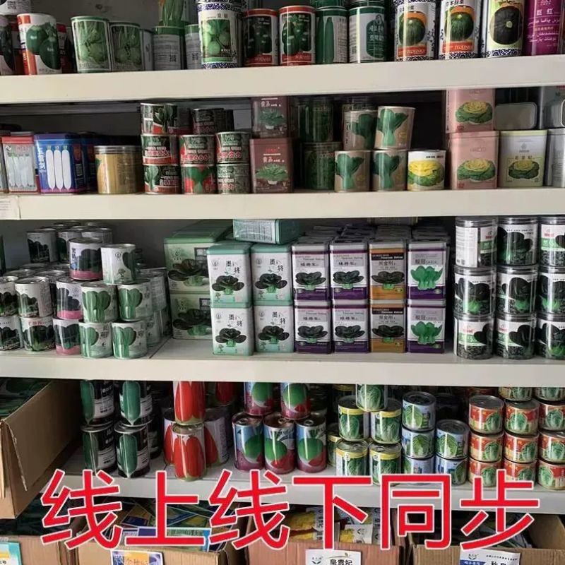 苦瓜种子瓜优美苦瓜种子早熟条棱粗大苦瓜种子高产抗病苦瓜种