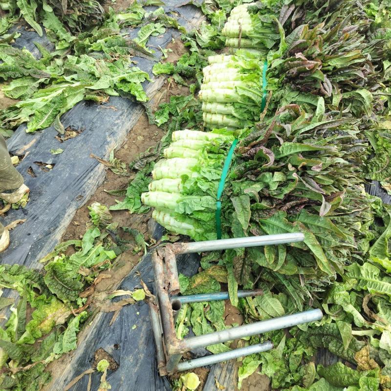 红叶青叶都有