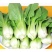 江苏上海青精品油菜大量供应可视频看货欢迎来电采购
