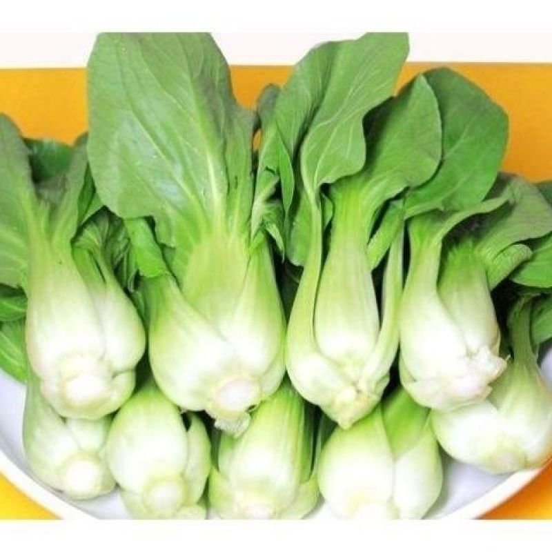 江苏上海青精品油菜大量供应可视频看货欢迎来电采购