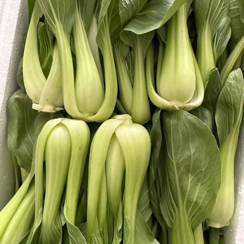江苏上海青精品油菜大量供应可视频看货欢迎来电采购