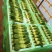 江苏上海青精品油菜大量供应可视频看货欢迎来电采购