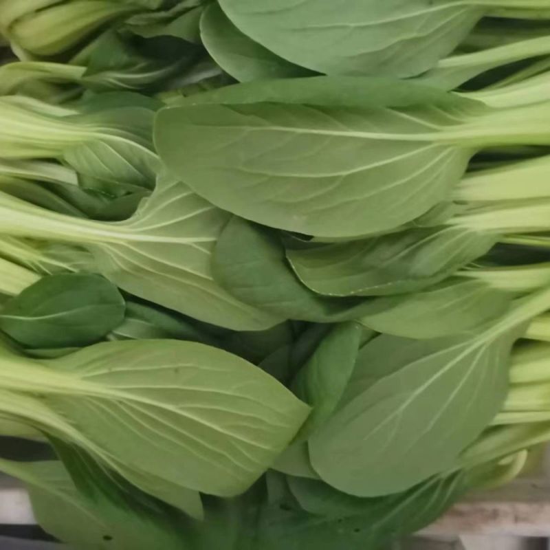 江苏上海青精品油菜大量供应可视频看货欢迎来电采购