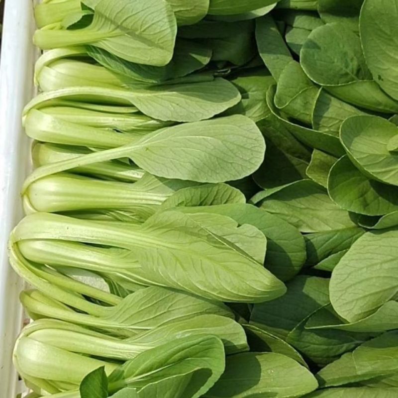 江苏上海青精品油菜大量供应可视频看货欢迎来电采购