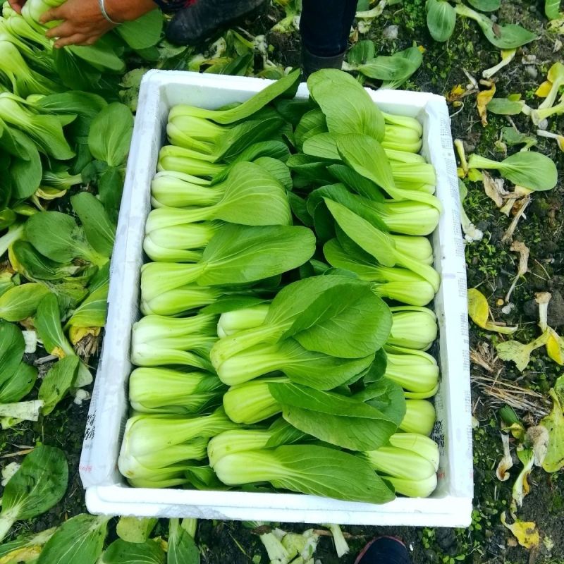 江苏上海青精品油菜大量供应可视频看货欢迎来电采购