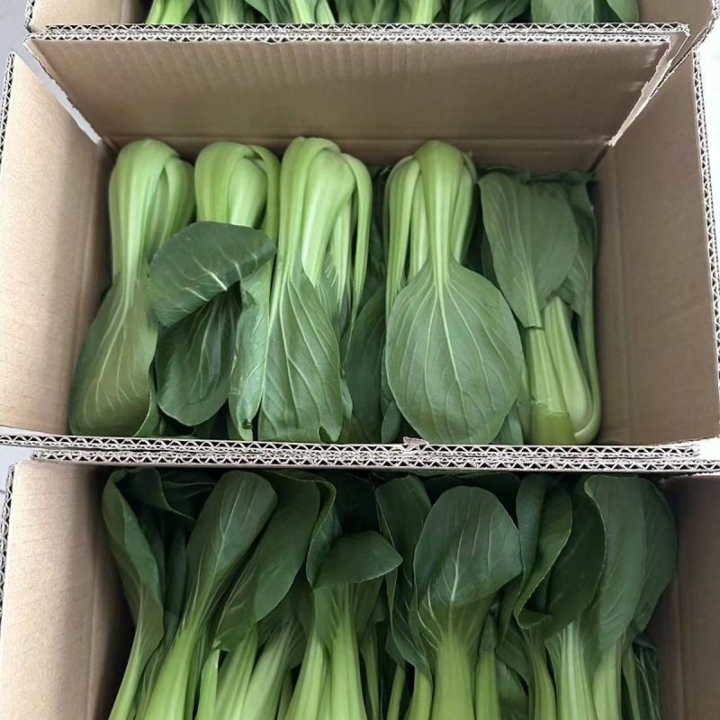 江苏上海青精品油菜大量供应可视频看货欢迎来电采购