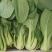 江苏上海青精品油菜大量供应可视频看货欢迎来电采购