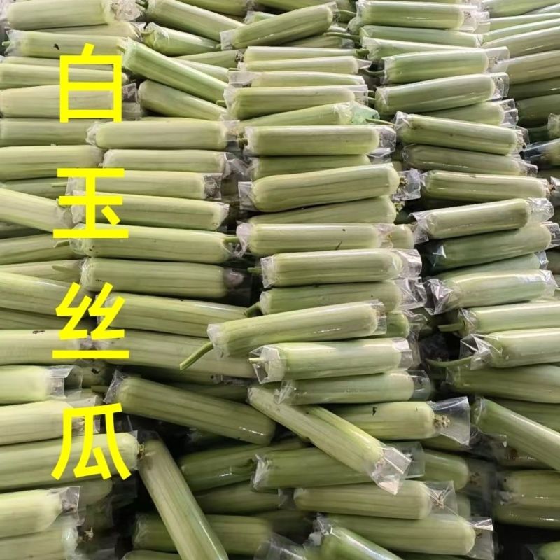早白玉白丝瓜种子早熟油亮白肉丝瓜种子香白玉高产白丝瓜种子