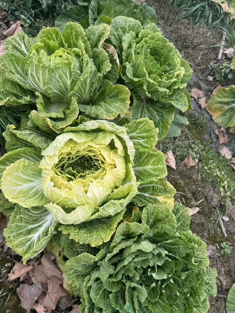 白菜养殖厂用一手货源产地直发货量充足量大优惠