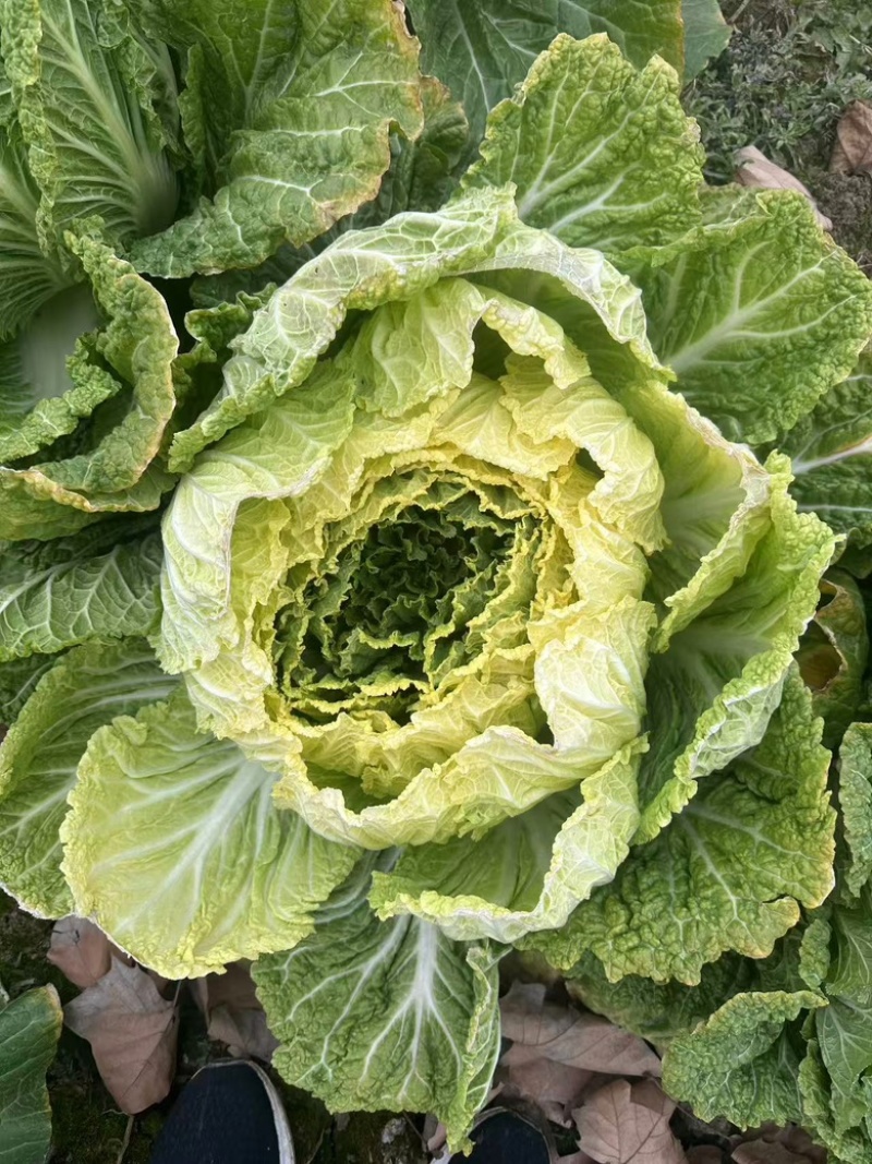 白菜养殖厂用一手货源产地直发货量充足量大优惠