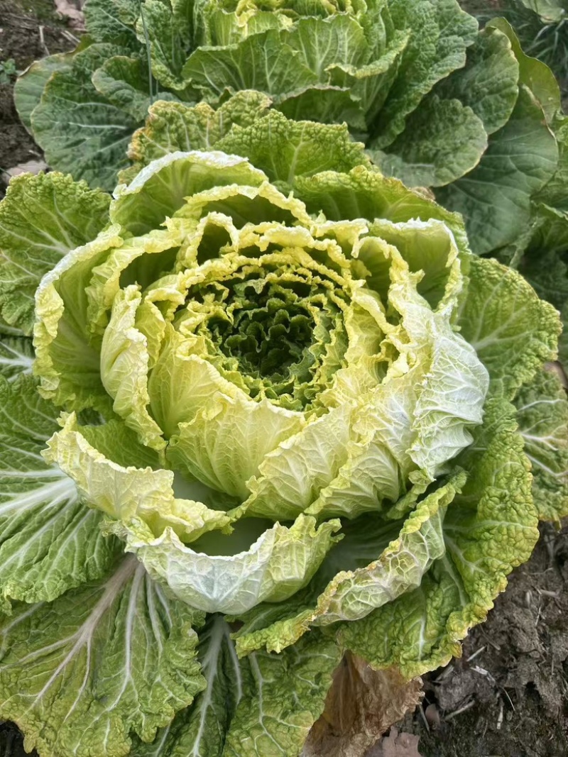 白菜养殖厂用一手货源产地直发货量充足量大优惠